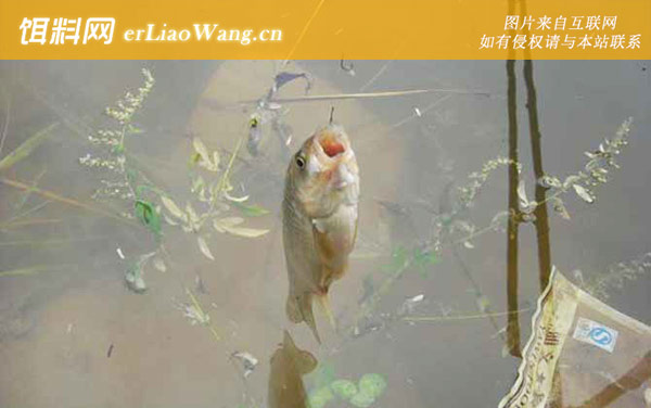 春季钓鲫鱼:注意事项