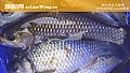 春天钓鲫鱼钓深还是浅？