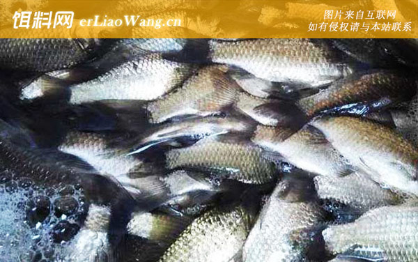 春天钓鲫鱼:钓位