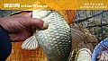 春季钓鲫鱼底窝配方大全