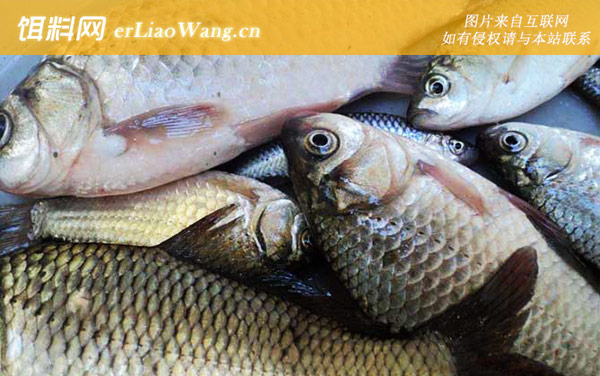 春天野钓大鲫鱼:线组