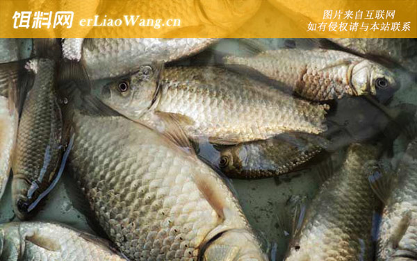 春天野钓大鲫鱼:漂相