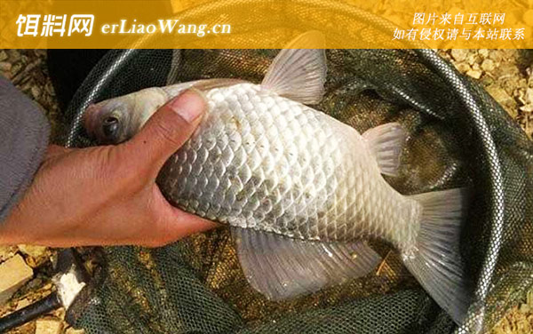 春季野钓鲫鱼:饵料选用