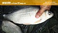 春季野钓鲫鱼调漂技巧