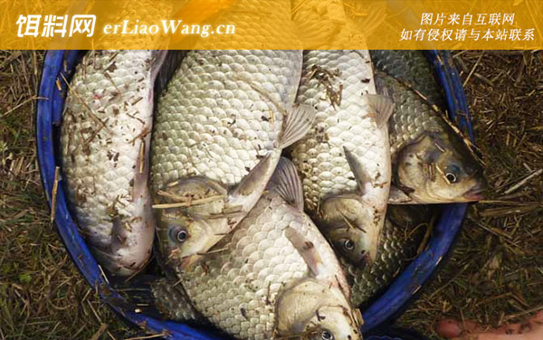 野钓鲫鱼:调漂技巧