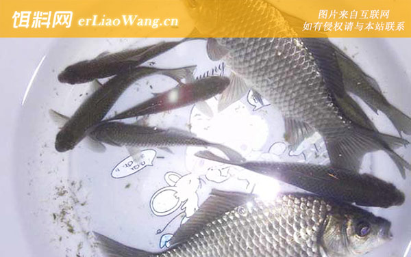 野钓鲫鱼:抬竿刺鱼