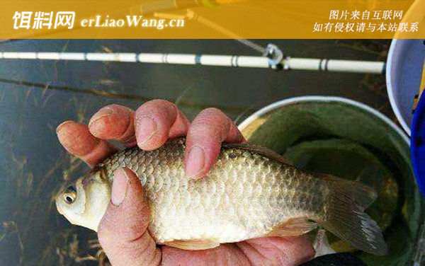 钓鲫鱼:打窝诱鱼