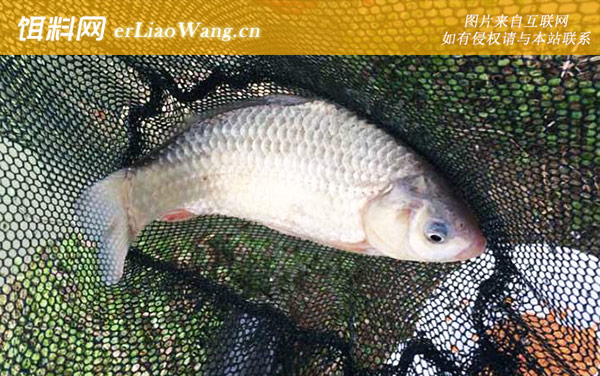 钓鲫鱼:饵料选用