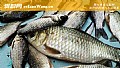 《夏天钓鲫鱼的最佳时间及方法》封面图