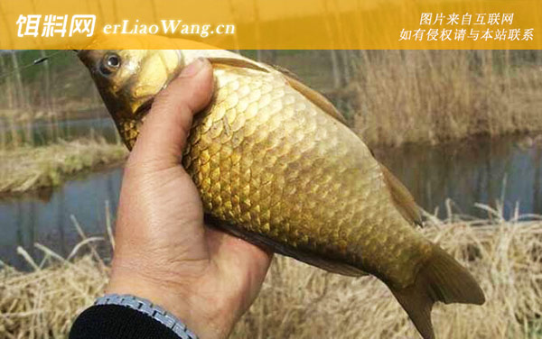 钓鲫鱼:作钓技巧