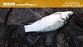 夏季用什么饵料钓大鲫鱼?