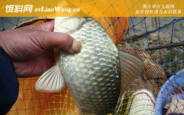 野钓鲫鱼:注意事项