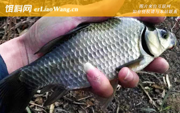 钓鲫鱼:注意事项