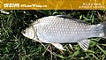 秋天钓鲫鱼用什么味型的饵料？