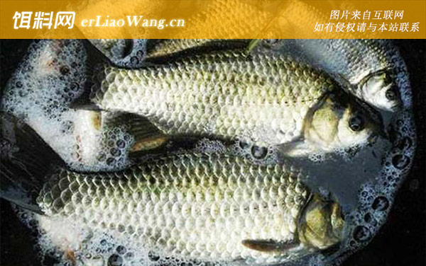 钓鲫鱼:注意事项