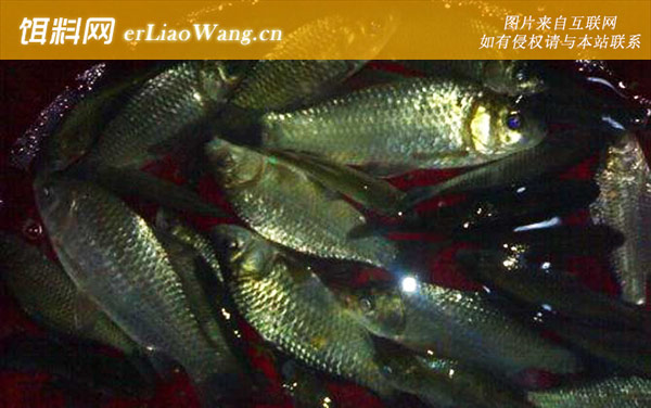 钓鲫鱼:经典配方