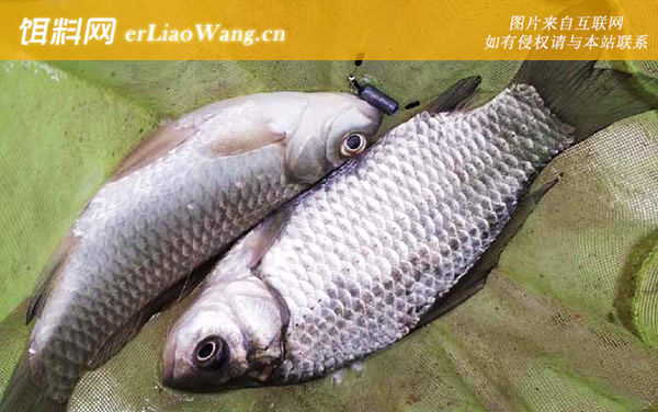 钓鲫鱼:经典配方