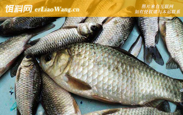 钓鲫鱼:最佳时间