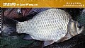 秋季钓鲫鱼钓深水还是浅水?