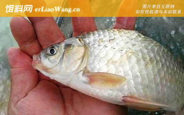 野钓鲫鱼:线组搭配