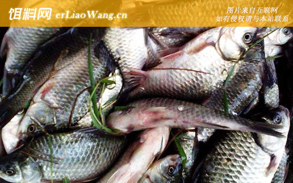 野钓鲫鱼:注意事项