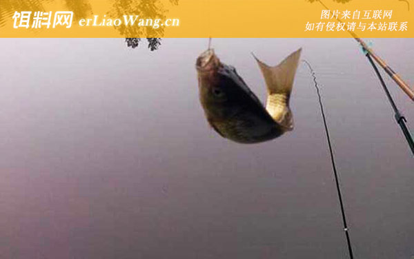 蚯蚓钓鲫鱼:线组搭配