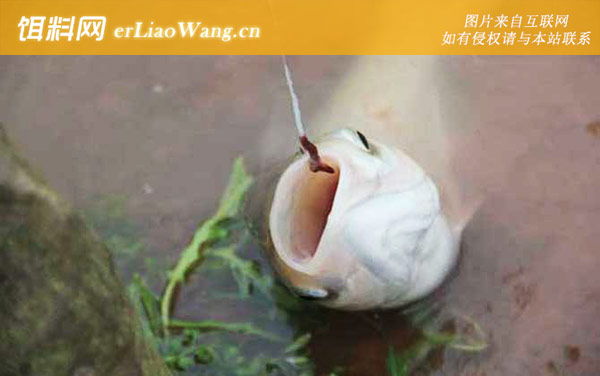 蚯蚓钓鲫鱼:打窝诱鱼