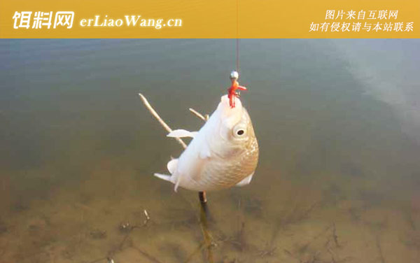 蚯蚓钓鲫鱼:挂钩方法