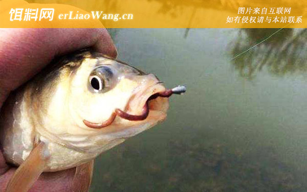 蚯蚓钓鲫鱼:注意事项