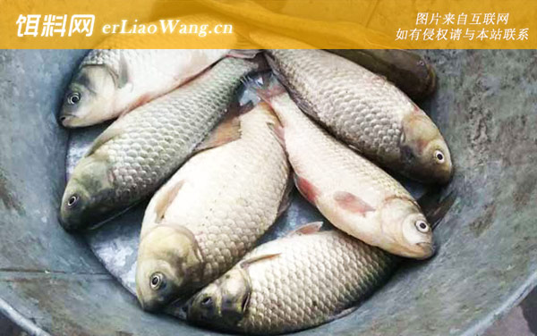 钓鲫鱼:红魔1号+大鲫终结者+第5元素