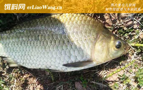 钓鲫鱼:大板鲫+4号鲫+6号鲫+新四季