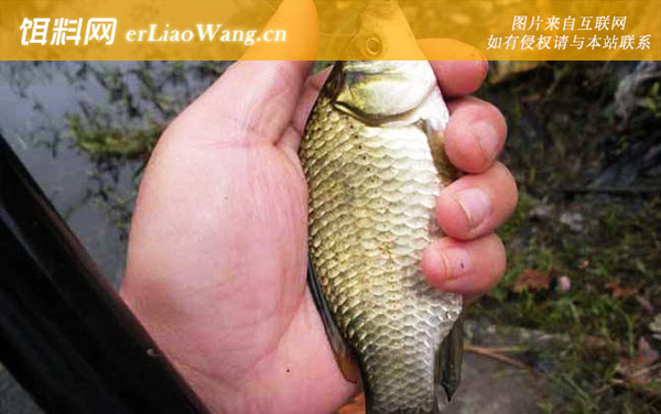 秋季钓鲫鱼:凹湾