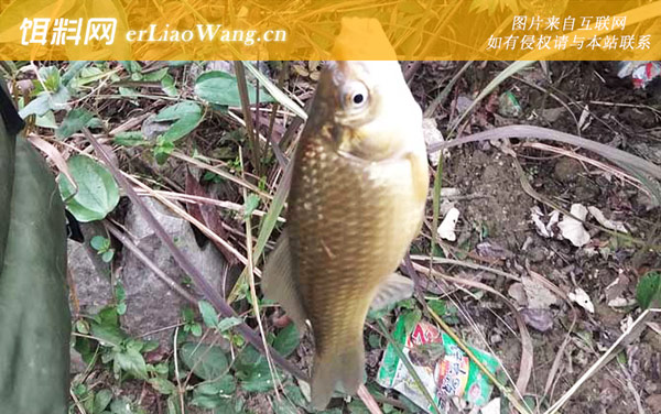 钓鲫鱼:打窝诱鱼