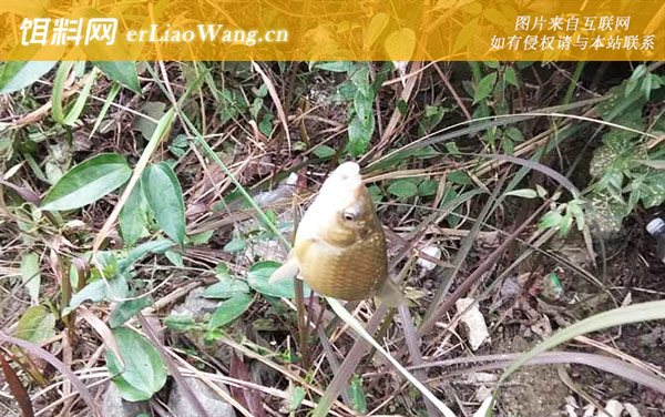 钓鲫鱼:注意事项