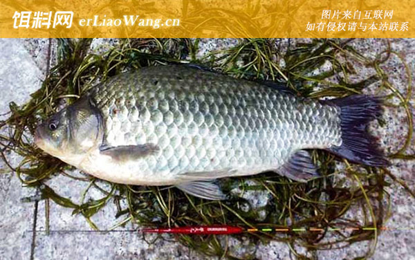 钓鲫鱼:饵料选用