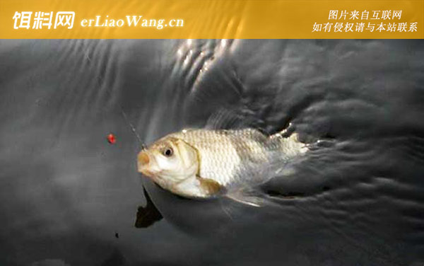 钓鲫鱼:抬竿刺鱼