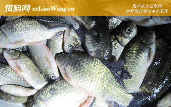 冬季钓鲫鱼饵料配方大全-疯钓鲫本味香+野战蓝鲫