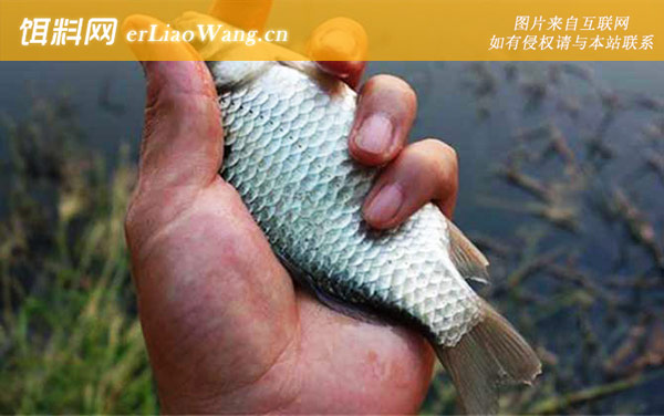 冬季钓鲫鱼窝料配方大全-配方五