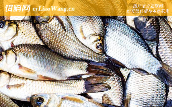 钓鲫鱼:打窝诱鱼