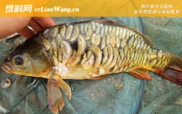 散鳞镜鲤:散鳞镜鲤