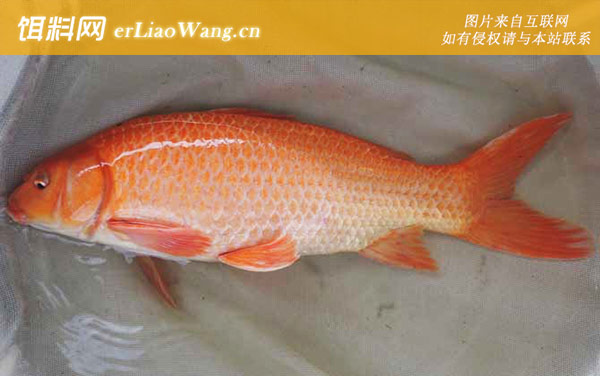 荷包红鲤:兴国红鲤