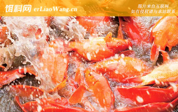 德国镜鲤:荷包红鲤