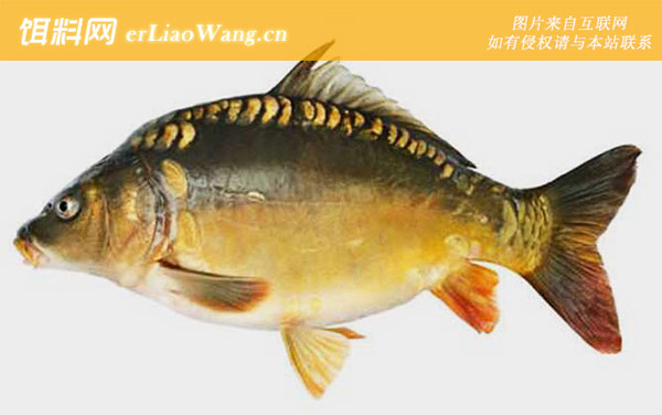 丰鲤:德国镜鲤(三花鲤鱼三道鳞)