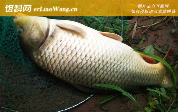 鲤鱼:常见种类