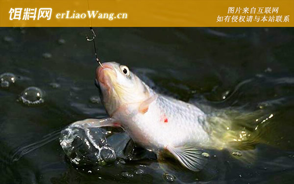 鲤鱼能长多大-寿命论述