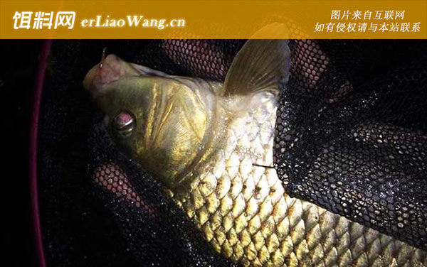 鲤鱼为什么很少人吃-种类划分