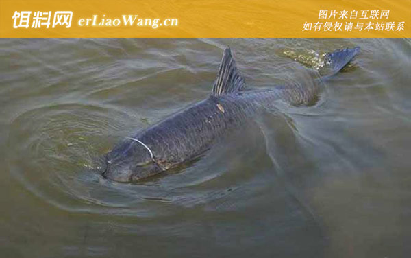 亚洲鲤鱼是什么鱼-青鱼