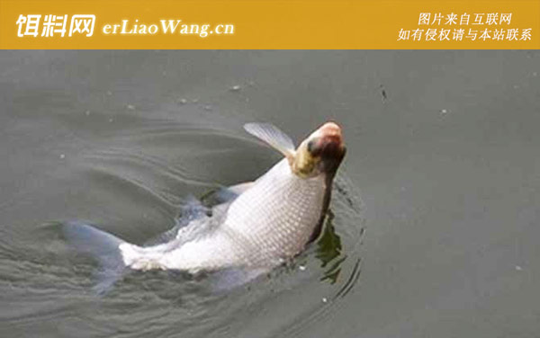 亚洲鲤鱼是什么鱼-鳊鱼
