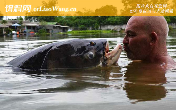 暹罗鲤鱼:分布范围