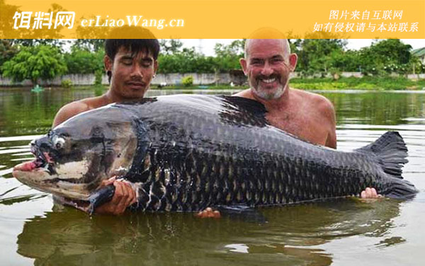 暹罗鲤鱼:生活习性